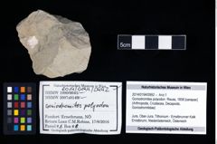 Foto (Objekt + Etikett) von Goniodromites polyodon (Reuss, 1858)  (NHMW-GEO-2014-0194-0992)
